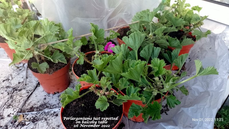 Perlargoniums just repotted on balcony table 1st November 2022.jpg