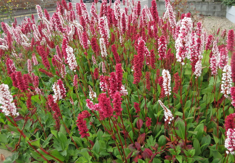 PERSICARIA  AFFINIS 09-08-2023 09-34-35.JPG