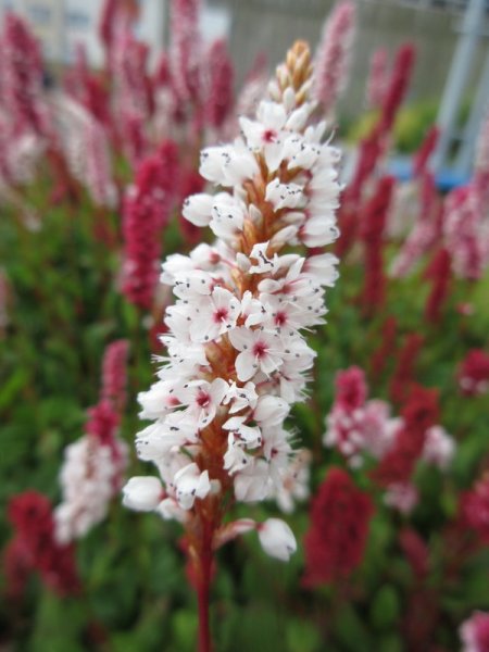 PERSICARIA  AFFINIS 09-08-2023 09-34-56.JPG