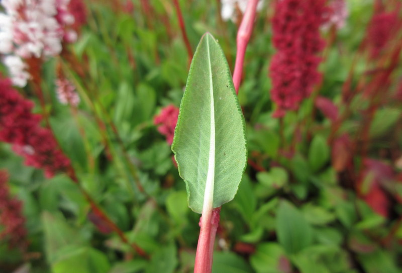 PERSICARIA  AFFINIS 09-08-2023 09-35-31.JPG