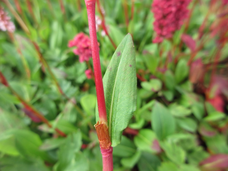 PERSICARIA  AFFINIS 09-08-2023 09-35-40.JPG