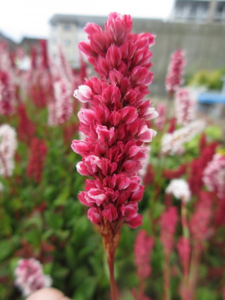 PERSICARIA  AFFINIS 09-08-2023 09-37-53.JPG