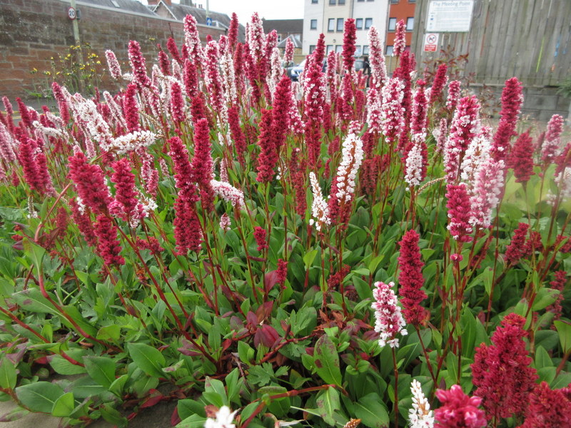 PERSICARIA  AFFINIS 09-08-2023 09-38-19.JPG