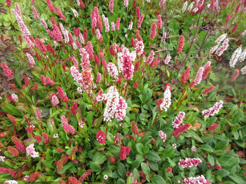 PERSICARIA  AFFINIS 09-08-2023 09-39-30.JPG