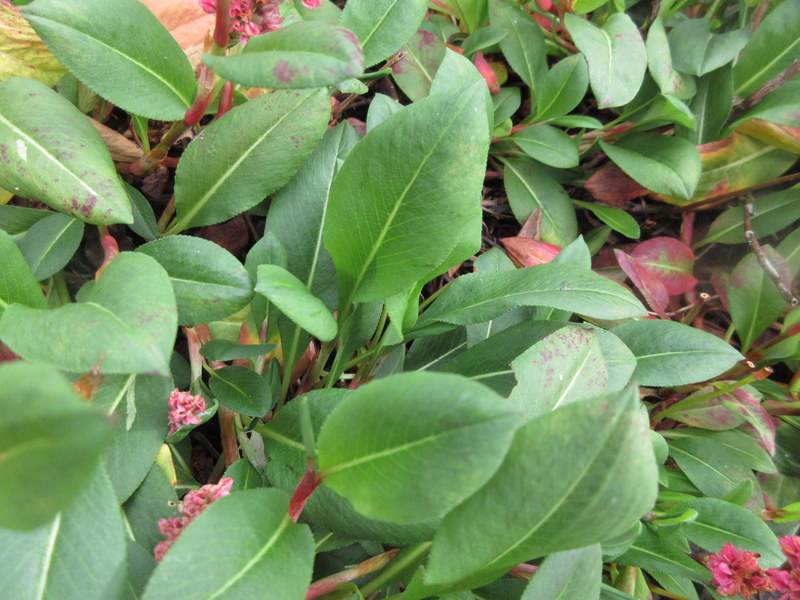 PERSICARIA  AFFINIS 09-08-2023 09-39-48.JPG