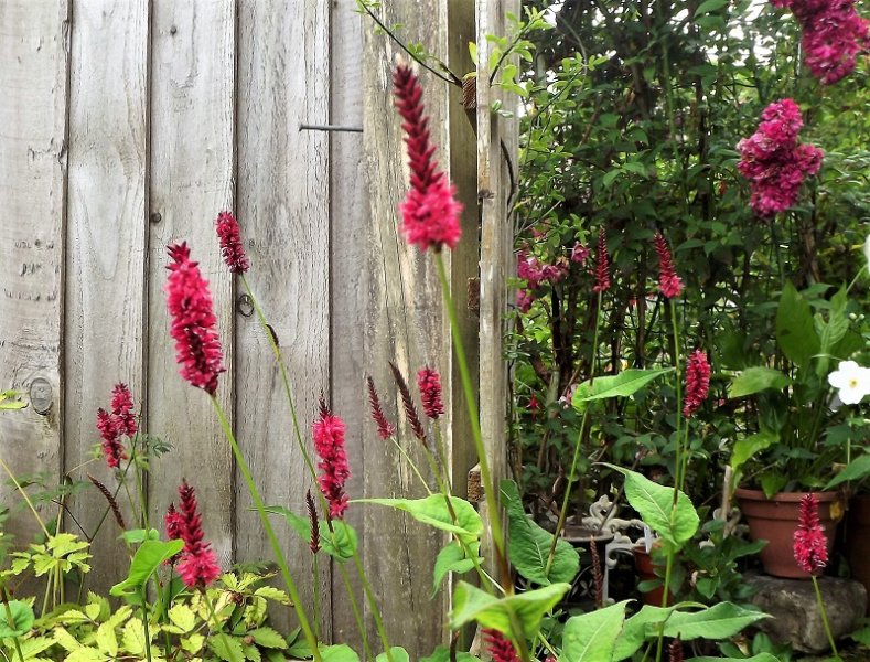 Persicaria amplexicaulis.jpg