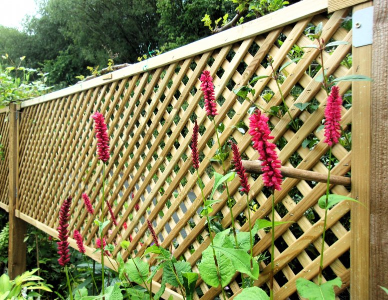 Persicaria amplexicaulis.JPG