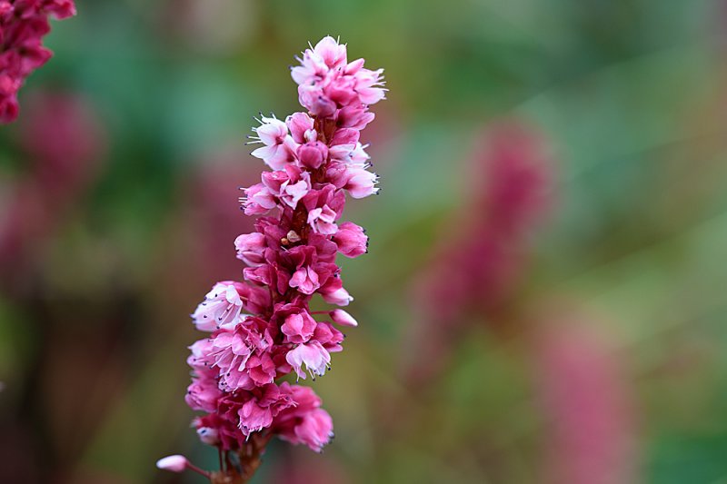 Persicaria-oct-4.jpg