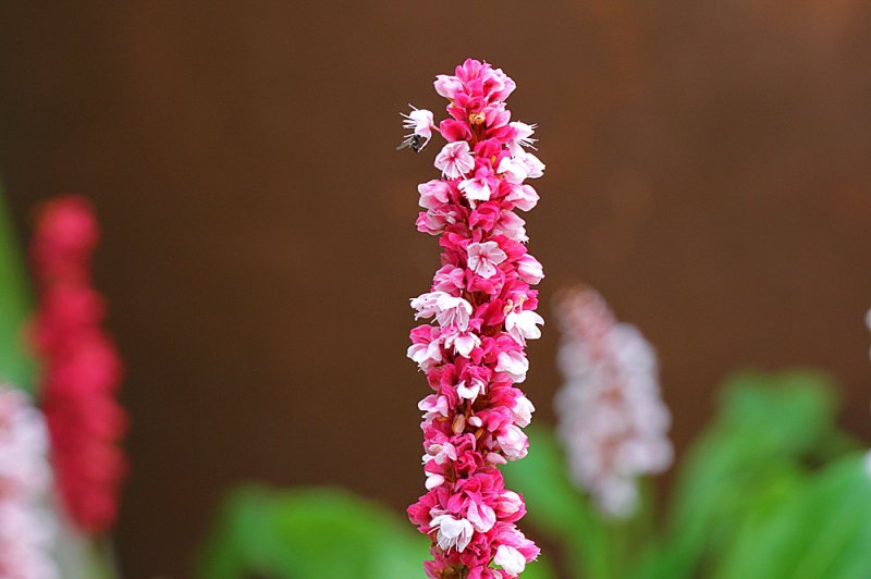 Persicaria-older-flower.jpg