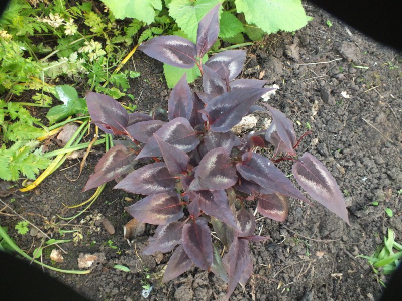 persicaria red dragon.jpg