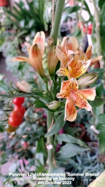 'Peruvian Lily' (Alstroemeria) 'Summer Breeze' flowering on balcony 4th October 2023.jpg