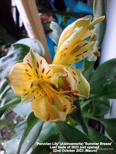 'Peruvian Lily' (Alstroemeria) 'Summer Breeze' just opened 22nd October 2023 (Macro).jpg