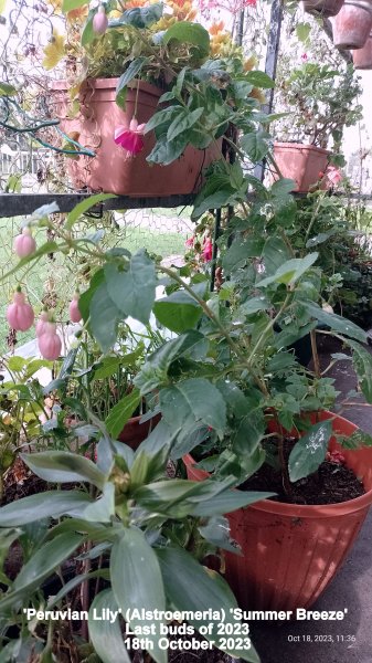 'Peruvian Lily' (Alstroemeria) 'Summer Breeze' Last buds of 2023 18th October 2023.jpg