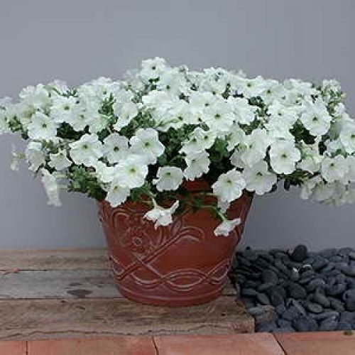 Petunia Explorer White1-500x500.jpg