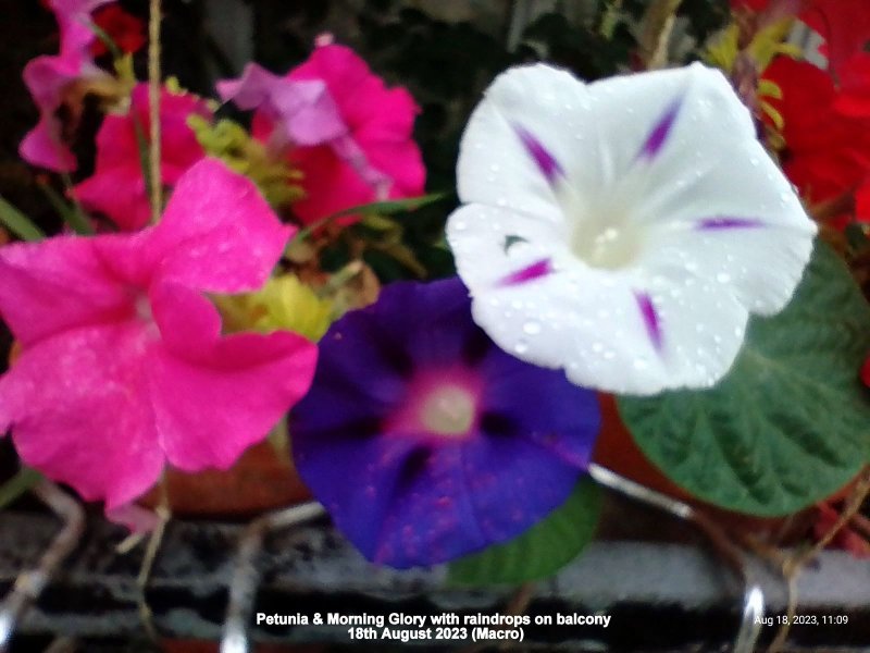 Petunia & Morning Glory with raindrops on balcony 18th August 2023 (Macro).jpg