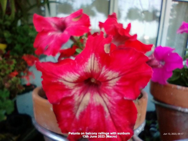 Petunia on balcony railings with sunburn 13th June 2023 (Macro).jpg