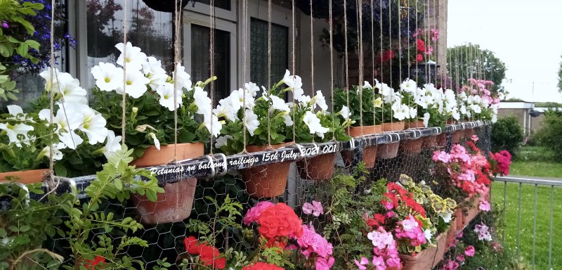 Petunias on balcony railings 15th July 2021 001.jpg