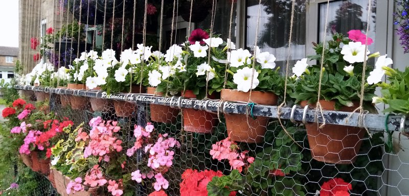 Petunias on balcony railings 15th July 2021 002.jpg