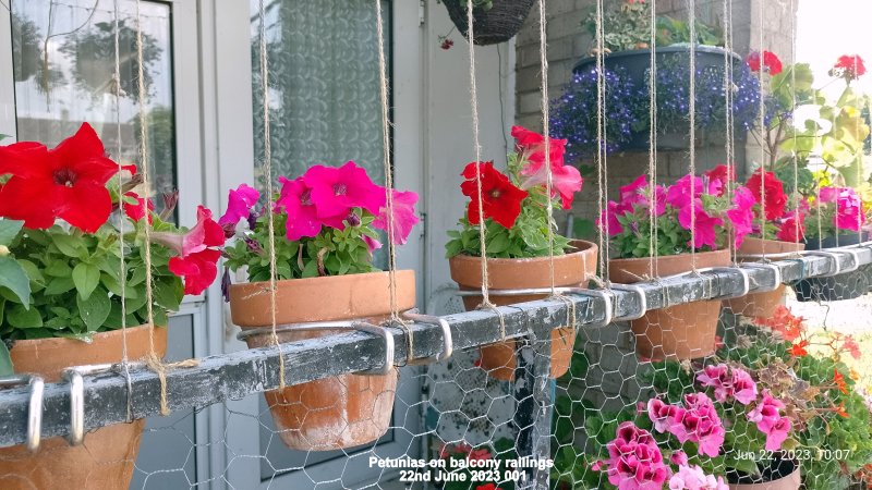 Petunias on balcony railings 22nd June 2023 001.jpg