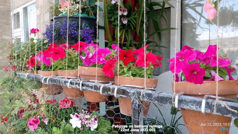 Petunias on balcony railings 22nd June 2023 002.jpg