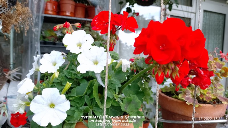 Petunias (Self-sown) & Geranium on balcony from outside 13th October 2022.jpg