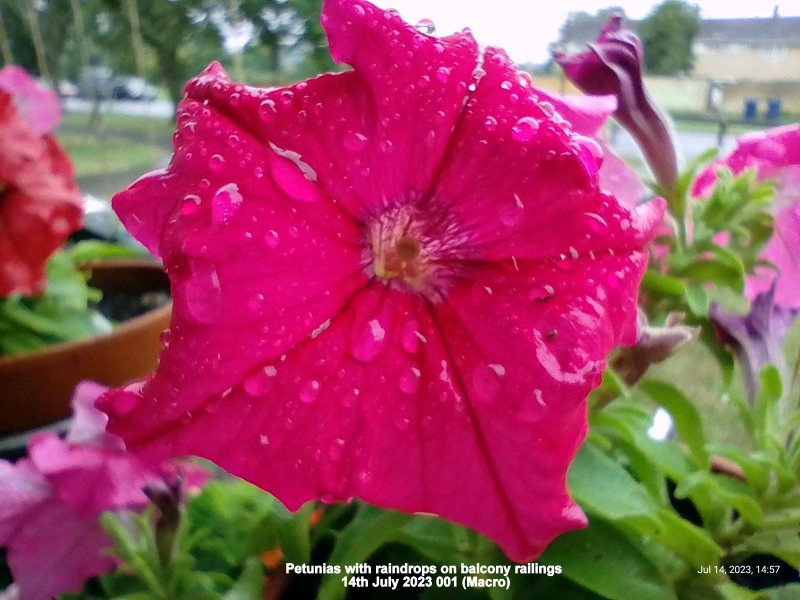 Petunias with raindrops on balcony railings 14th July 2023 001 (Macro).jpg