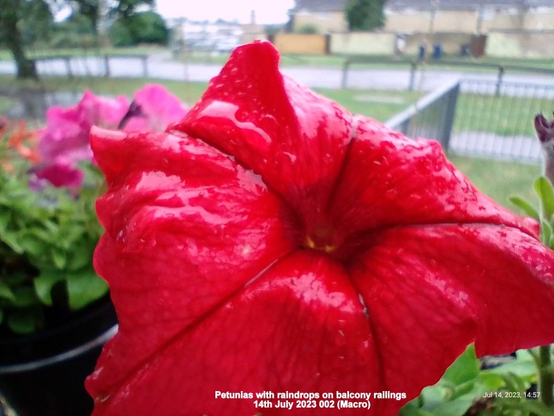 Petunias with raindrops on balcony railings 14th July 2023 002 (Macro).jpg