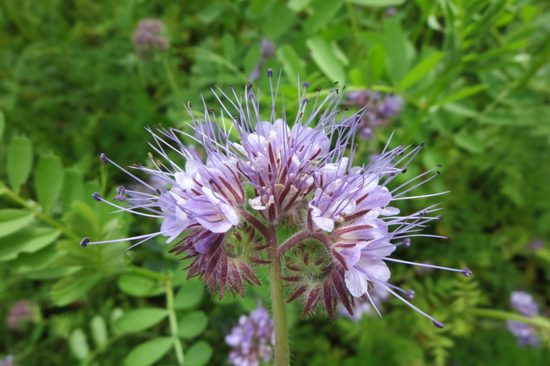 PHACELIA  TANACETIFOLIA 07-07-2015 10-50-57.JPG