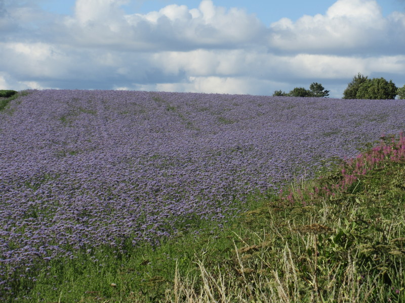 PHACELIA  TANACETIFOLIA 24-07-2018 17-59-57.JPG