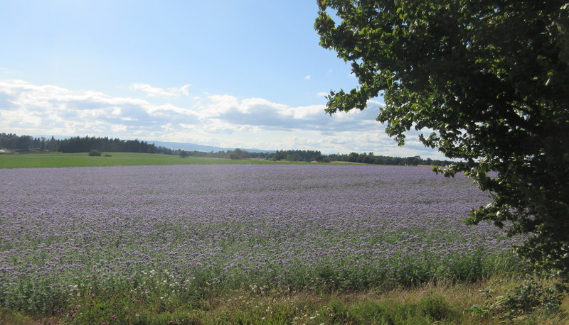 PHACELIA  TANACETIFOLIA 24-07-2018 18-02-49.JPG