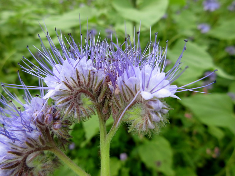 PHACELIA  TANACETIFOLIA 24-08-2019 15-09-52.JPG