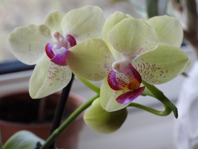 phal 2.JPG