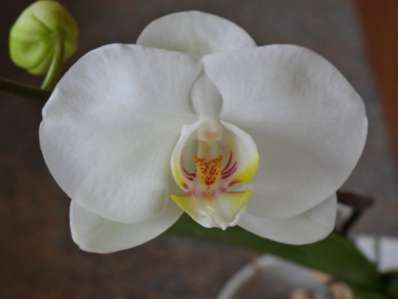 phal 4.JPG