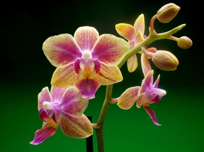 Phalaenopsis in bloom.jpg