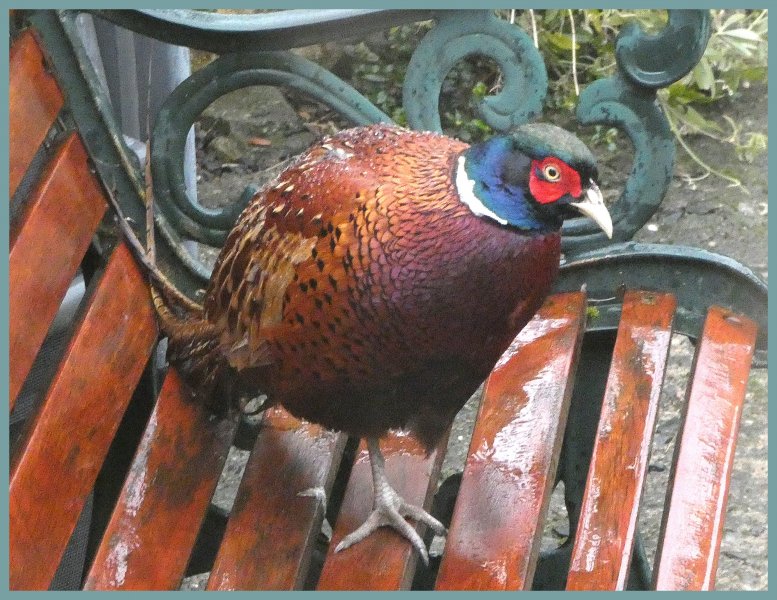 Pheasant2.jpg