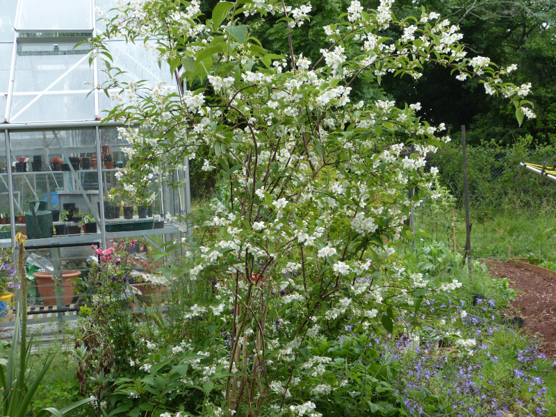 Philadelphus Belle Etoile.JPG