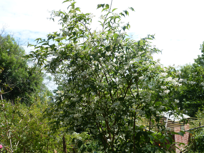 Philadelphus Belle Etoile.JPG