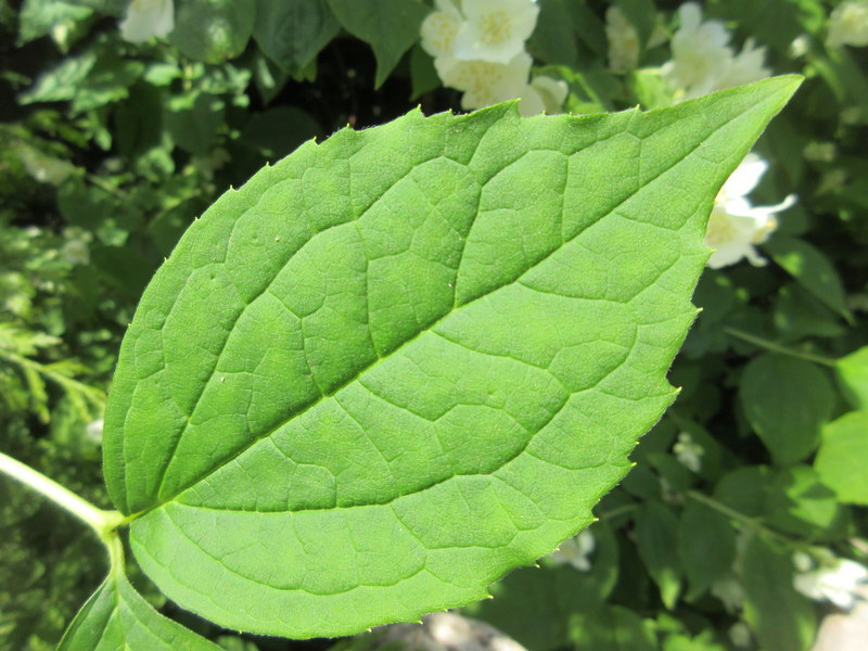 PHILADELPHUS  CORONARIUS 17-06-2021 11-00-57.JPG