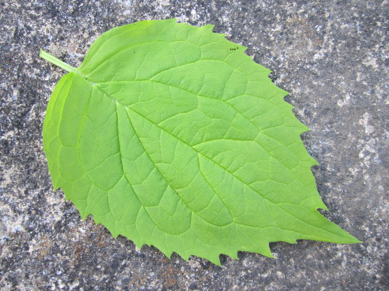 PHILADELPHUS  CORONARIUS  AUREUS 23-06-2010 18-35-09.JPG