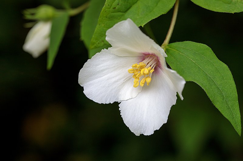 Philadelphus-f8.jpg