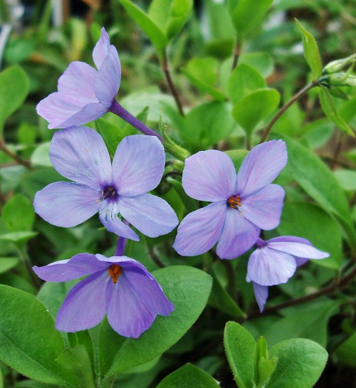 Phlox stolonifera.jpg