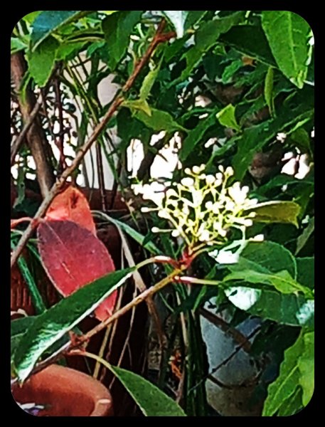 Photinia Bloom 17 Apr 23.jpg