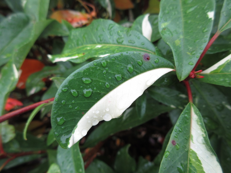 PHOTINIA  DAVIDIANA  PALETTE  SYN  STRANVAESIA  PALETTE 30-10-2021 12-03-23.JPG