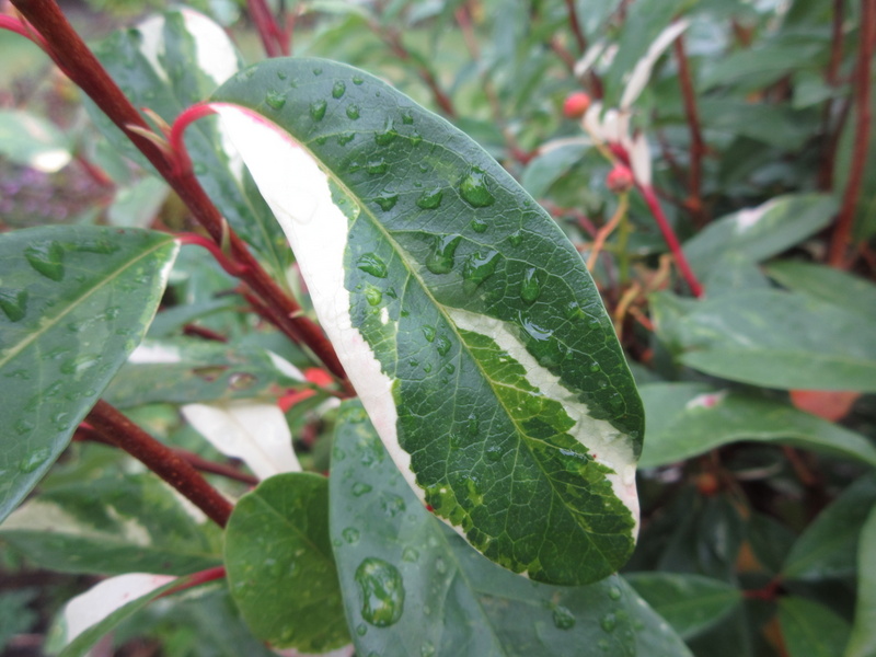 PHOTINIA  DAVIDIANA  PALETTE  SYN  STRANVAESIA  PALETTE 30-10-2021 12-03-59.JPG