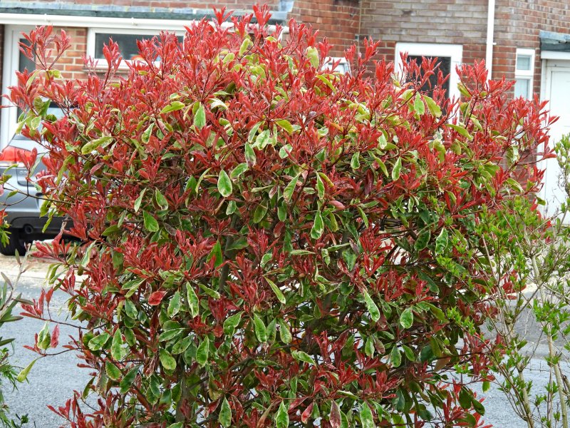 photinia.JPG