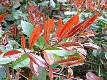 Photinia_x_fraseri_Red_Robin_.jpg