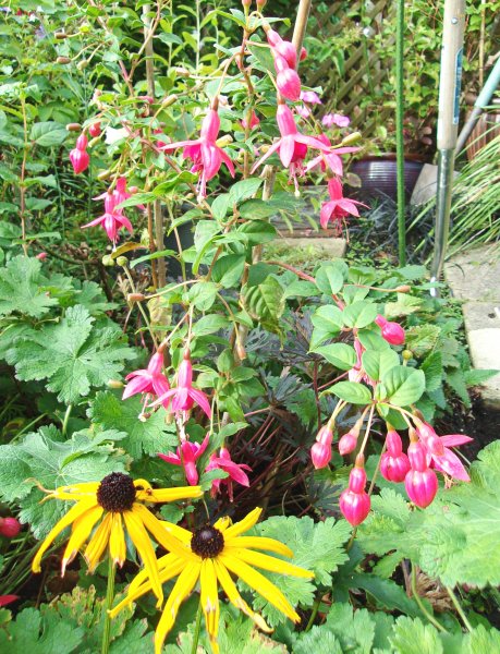 Phylis and Rudbeckia.JPG