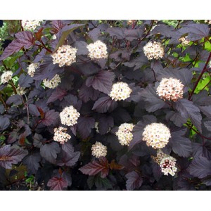 physocarpus-opulifolius-diablo.jpg