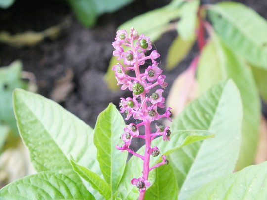 phytolacca.jpg