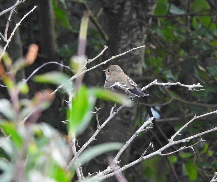 Pied Flycatcher.JPG